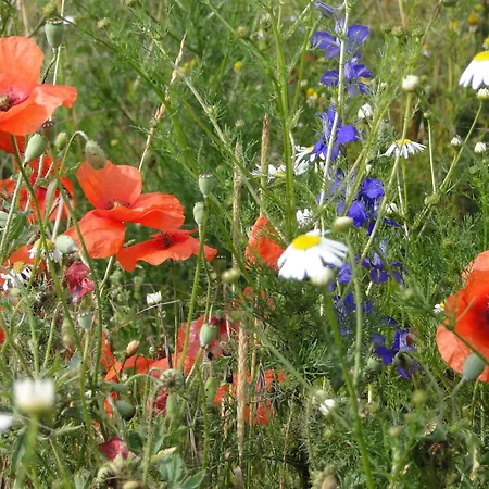 Boerderij De Spijken 3* Ammerzoden