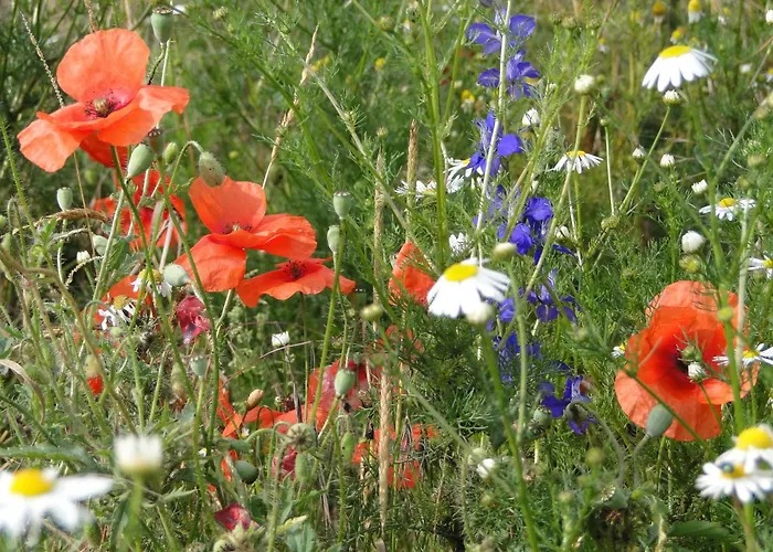 Boerderij De Spijken 3* Ammerzoden